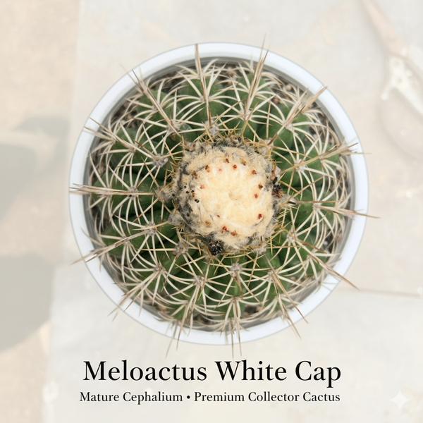 Melocactus White Cap