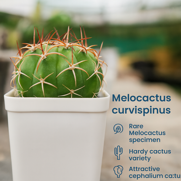 Melocactus Seabraensis white cap