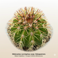 Melocactus curvispinus subsp. loboguerrero