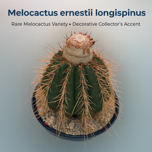 Melocactus curvispinus subs. loboguerrero_cacti