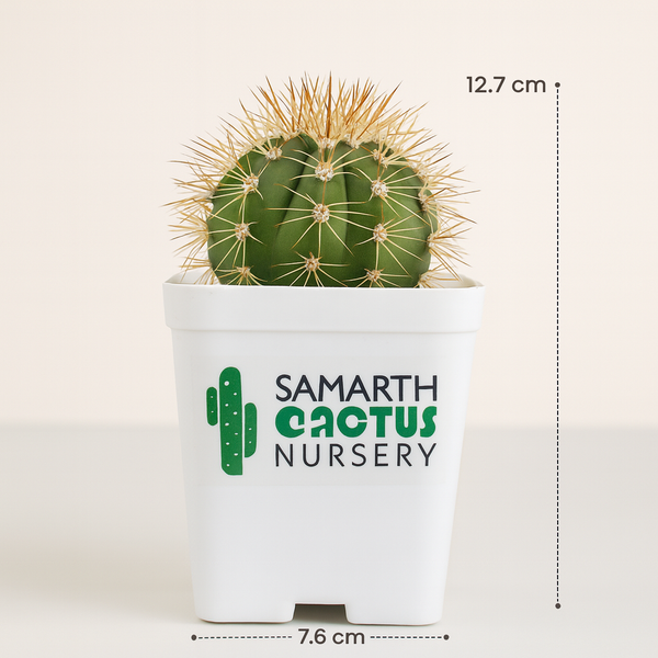 Melocactus curvispinus subs. loboguerrero_cacti