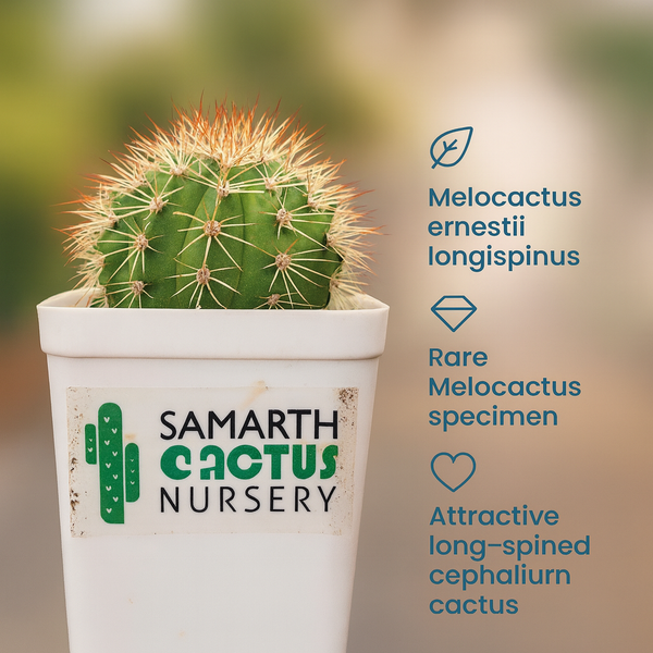 Melocactus curvispinus subs. loboguerrero_cacti