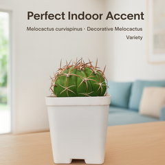 Combo of 2 Melocactus