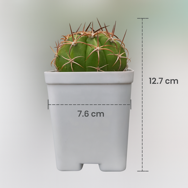 Combo of 2 Melocactus