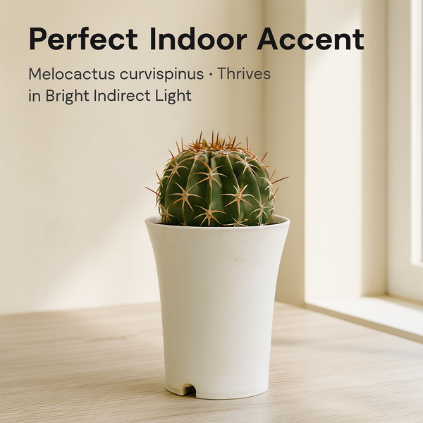 Melocactus curvispinus