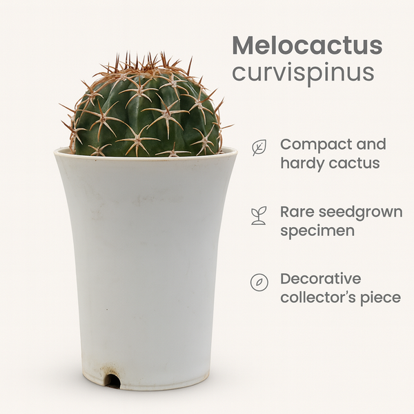 Melocactus curvispinus
