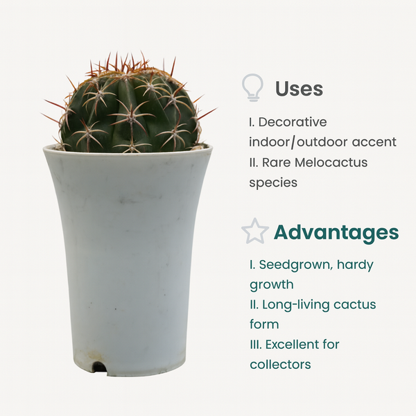 Melocactus curvispinus