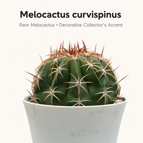 Melocactus curvispinus