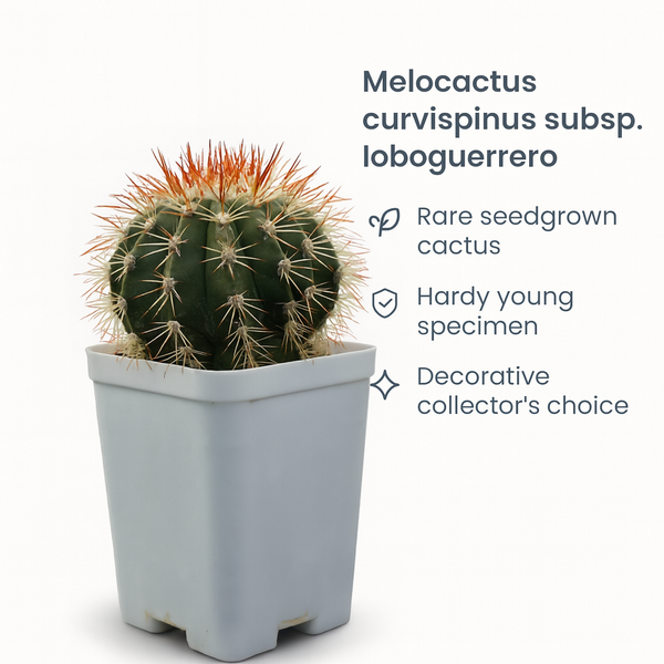 Melocactus curvispinus subsp. loboguerrero