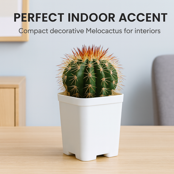 Melocactus curvispinus subsp. loboguerrero