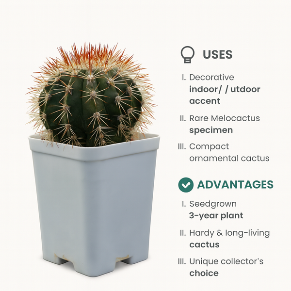 Melocactus curvispinus subsp. loboguerrero