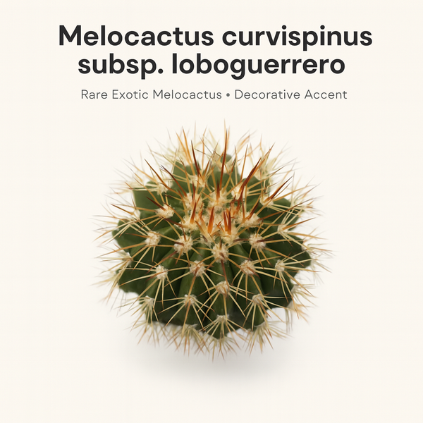 Melocactus curvispinus subsp. loboguerrero