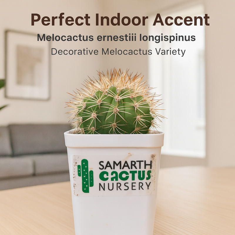 Combo of 2 Melocactus