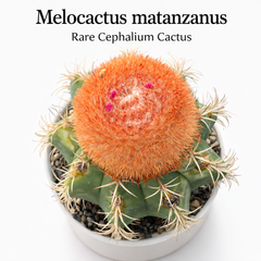 Melocactus matanzanus