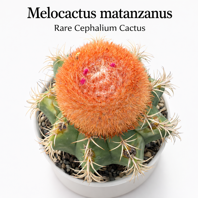 Melocactus matanzanus