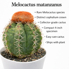 Melocactus matanzanus
