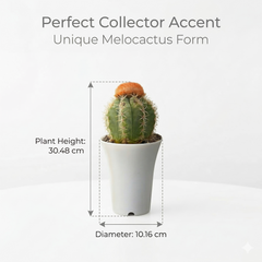Melocactus matanzanus