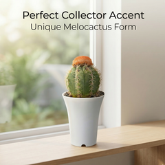 Melocactus matanzanus
