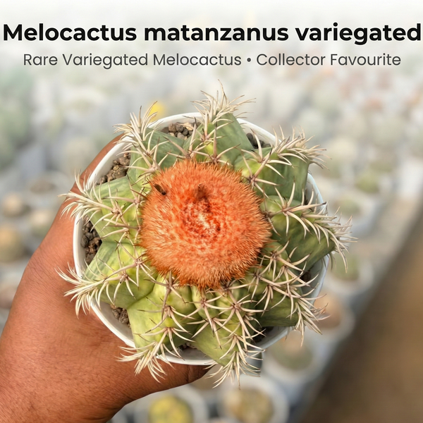 7-Year-Old Rare Melocactus matanzanus variegated cactus - Samarth Cactus Nursery India