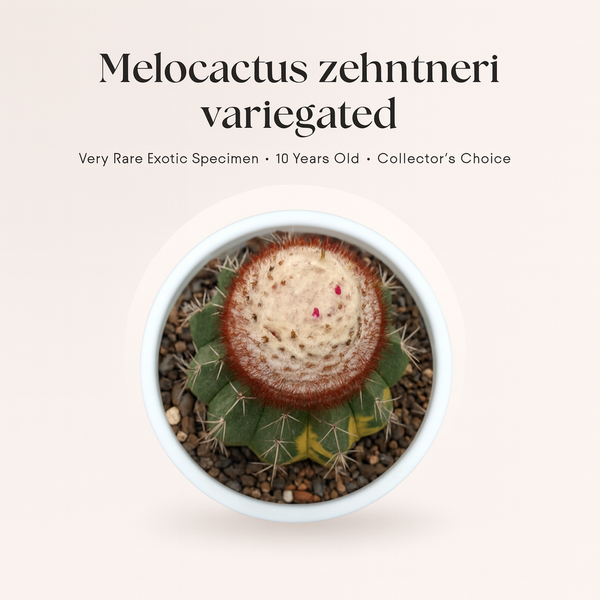 Melocactus zehntneri variegated