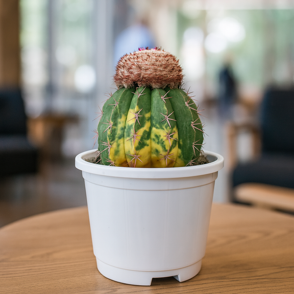 Melocactus zehntneri variegated