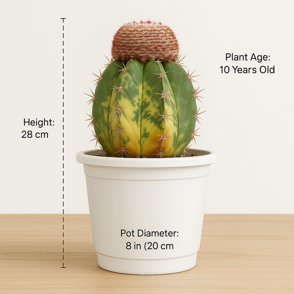 Melocactus zehntneri variegated