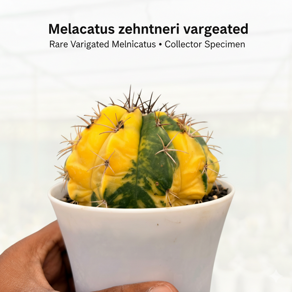 Melocactus zehntneri variegated