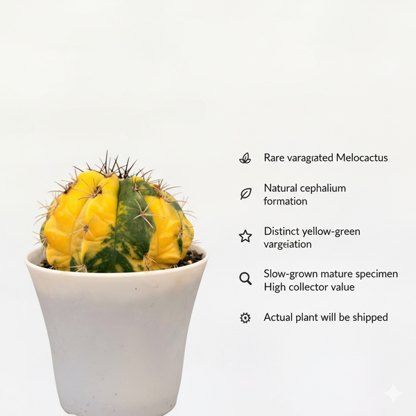 Melocactus zehntneri variegated