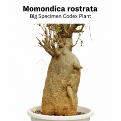 Momordica rostrata