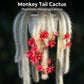 Monkey tail cactus