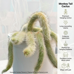 Monkey tail cactus