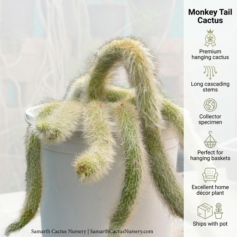 Monkey tail cactus