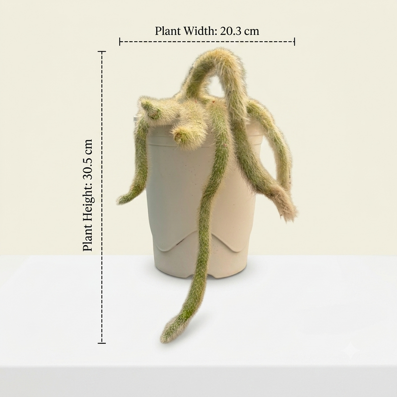 Monkey tail cactus