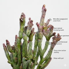 Monvillea Spegazzinii Forma Crest (Type B) (Syn: Cereus Spegazzinii)