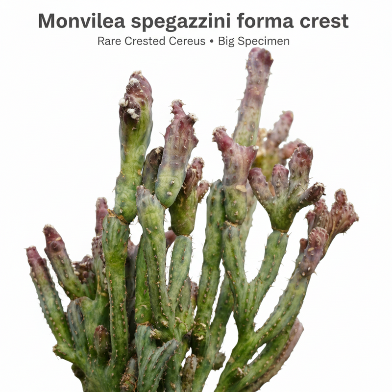 Monvillea Spegazzinii Forma Crest (Type B) (Syn: Cereus Spegazzinii)