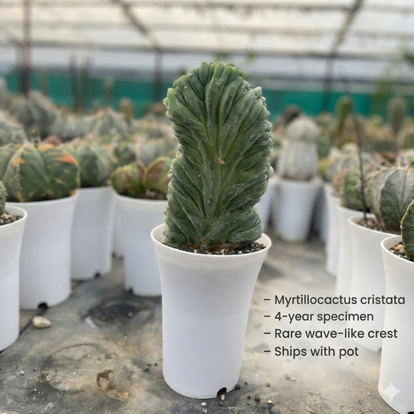 Myrtillocactus cristata