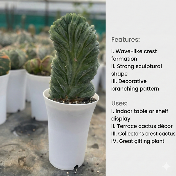 Myrtillocactus cristata