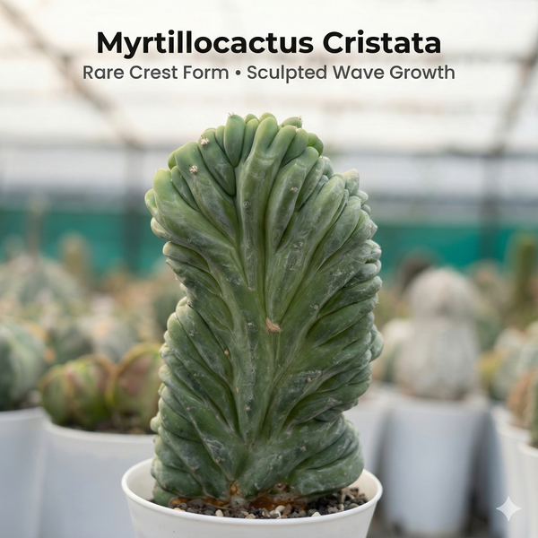 Myrtillocactus cristata