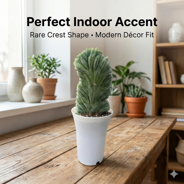 Myrtillocactus cristata