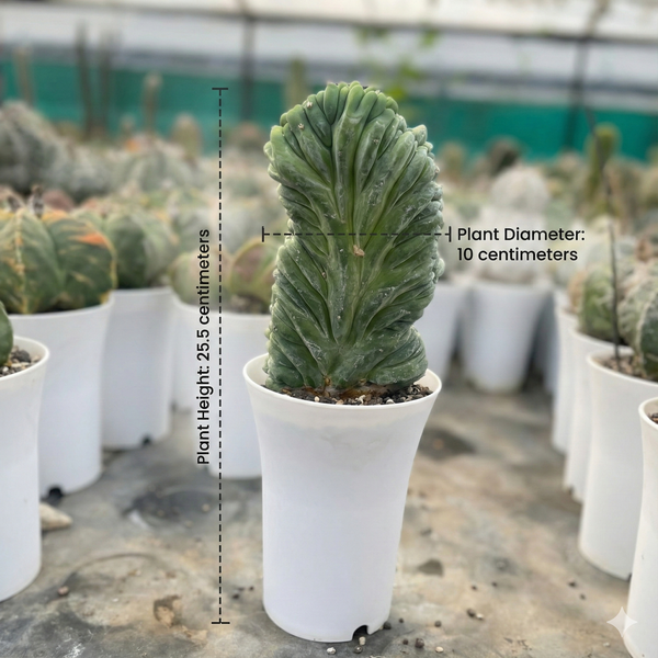 Myrtillocactus cristata