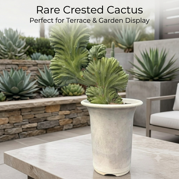 Myrtillocactus cristata