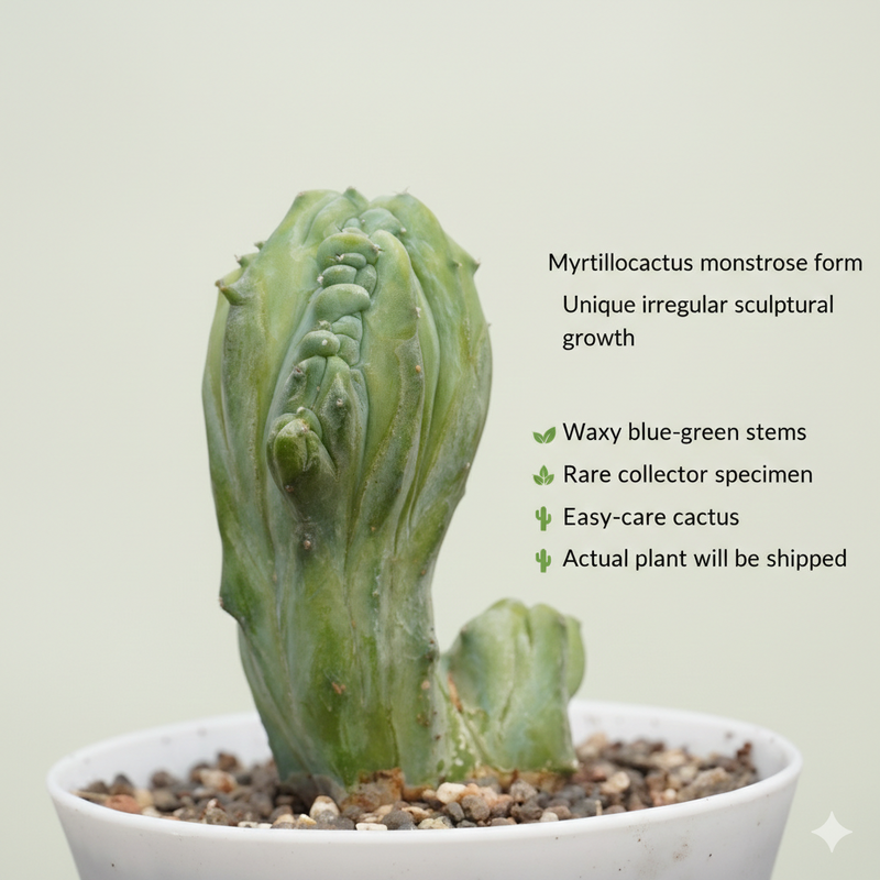 myrtillocactus geometrizans monstrose