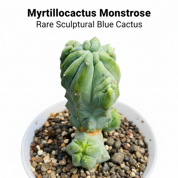 myrtillocactus geometrizans monstrose