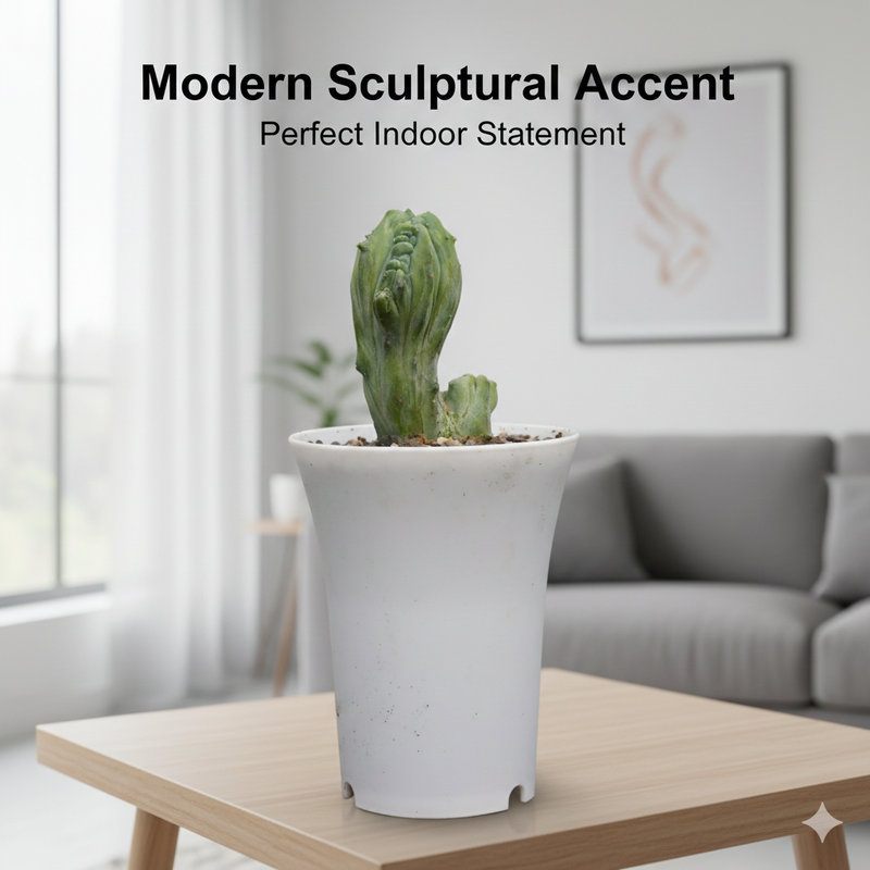 myrtillocactus geometrizans monstrose