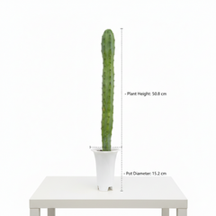 Myrtillocactus geometrizans