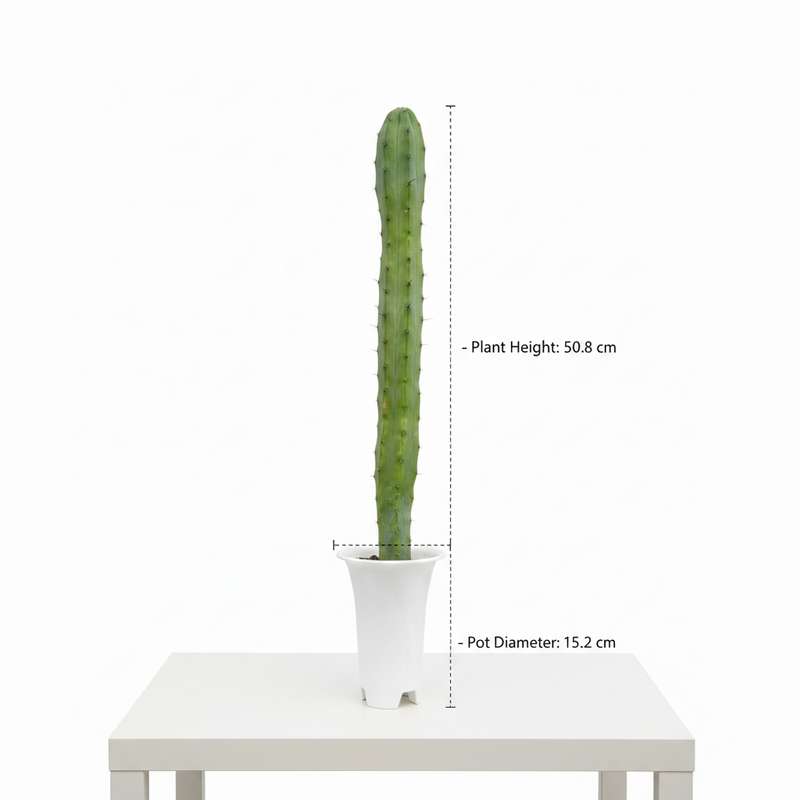 Myrtillocactus geometrizans
