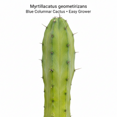 Myrtillocactus geometrizans