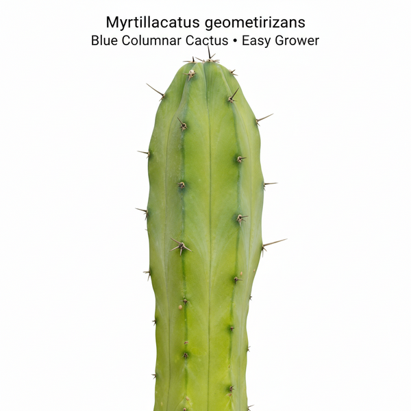 Myrtillocactus geometrizans