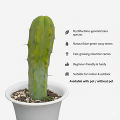 Myrtillocactus geometrizans