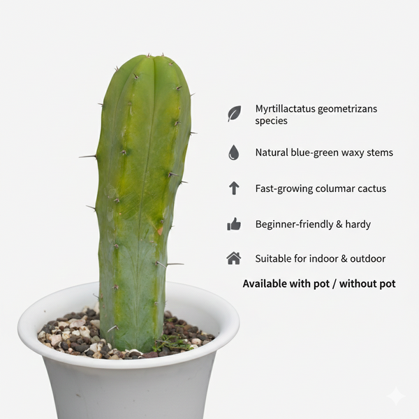 Myrtillocactus geometrizans